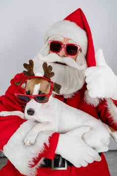 肖像圣诞老人老人太阳镜狗杰克罗素梗鲁道夫驯鹿耳朵白色背景