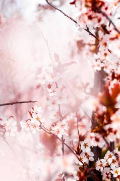 花开花春天粉红色的花自然背景
