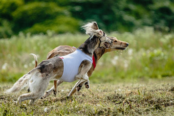 萨路基狗红色的白色衬衫运行追逐吸引场追逐竞争