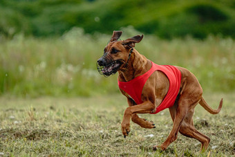 罗德西亚脊背犬狗红色的衬衫运行绿色场<strong>追逐</strong>吸引完整的速度<strong>追逐</strong>竞争