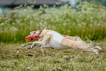 鞭子狗红色的白色衬衫运行追逐吸引场追逐竞争