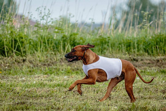 罗德西亚脊背犬狗白色衬衫运行绿色场追逐吸引完整的速度追逐竞争