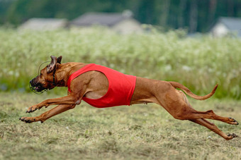 罗德西亚脊背犬狗红色的衬衫运行绿色场<strong>追逐</strong>吸引完整的速度<strong>追逐</strong>竞争