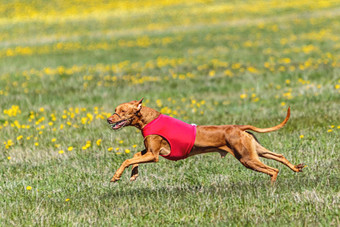 法老猎犬狗红色的衬衫运行<strong>追逐</strong>吸引场<strong>追逐</strong>竞争