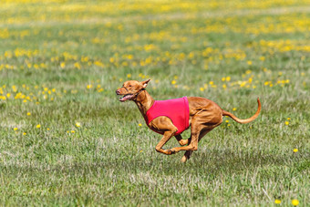 法老猎犬狗红色的衬衫运行追逐吸引场追逐竞争