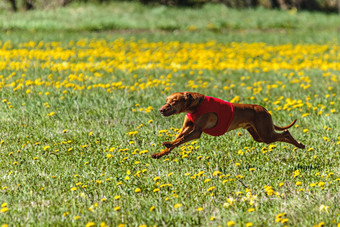 法老猎犬狗红色的衬衫运行<strong>追逐</strong>吸引场<strong>追逐</strong>竞争