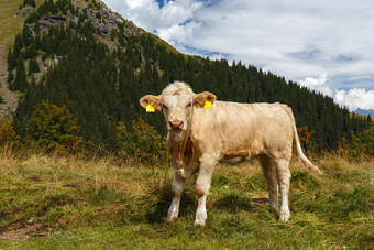 牛》剧组瑞士阿尔卑斯山脉