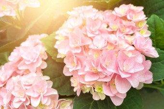 布什盛开的粉红色的绣球花绣球花花