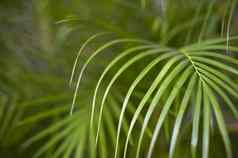 背景图像的叶子热带棕榈植物