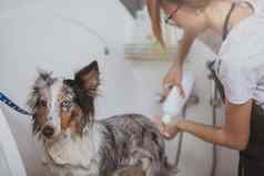 女美容师洗可爱的狗浴