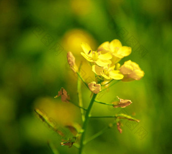 美丽的孟加拉国<strong>花图片</strong>