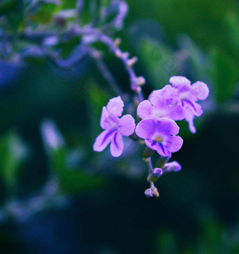 美丽的孟加拉国<strong>花图片</strong>