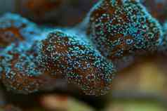 生动的青色显示色彩斑斓的软珊瑚息肉