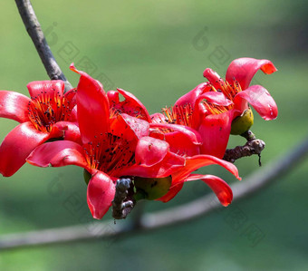 美丽的孟加拉国<strong>花图片</strong>