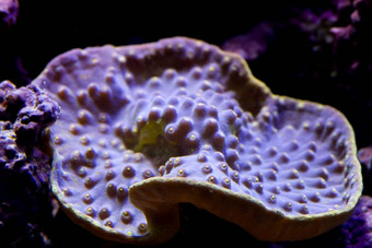 天鹅<strong>绒珊瑚</strong>montipora