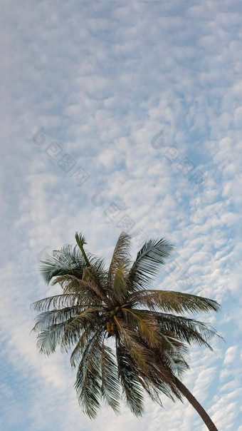 垂直热带椰子绿色棕榈树天空白色云背景夏天一天空气<strong>浪花</strong>云
