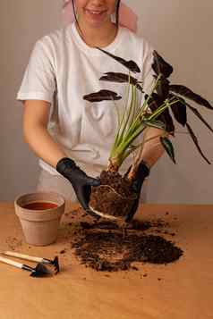 移植室内植物花能