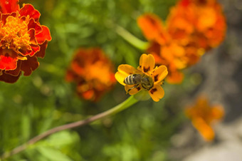 蜂蜜蜜蜂apimellifera抢劫者收集花蜜<strong>橙色</strong>花蝴蝶杂草阿斯克勒庇俄斯tuberosa特写镜头复制空间