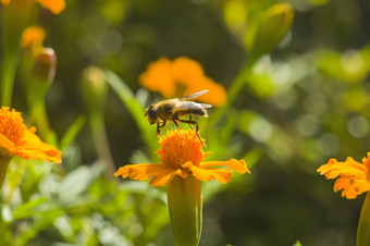 蜂蜜蜜蜂apimellifera抢劫者收集花蜜<strong>橙色</strong>花蝴蝶杂草阿斯克勒庇俄斯tuberosa特写镜头复制空间