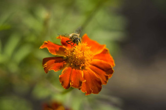 蜂蜜蜜蜂apimellifera抢劫者收集花蜜橙色花蝴蝶杂草阿斯克勒庇俄斯tuberosa特写镜头复制空间