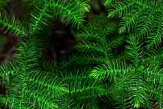 新鲜的绿色智利araucaria智利云杉植物背景