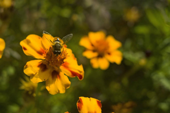 蜂蜜蜜蜂apimellifera抢劫者收集花蜜橙色花蝴蝶杂草阿斯克勒庇俄斯tuberosa特写镜头复制空间