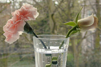 粉红色的玫瑰康乃馨花瓶