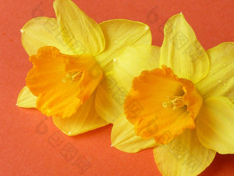 色彩斑斓的黄色的水仙花那喀索斯花