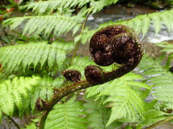 蕨类植物叶状体<strong>展开</strong>