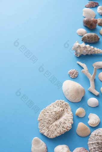 海贝珊瑚生活蓝色的