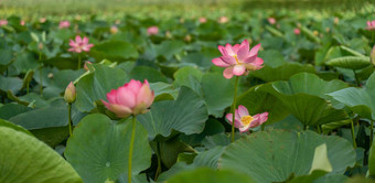 粉红色的<strong>莲花</strong>花摇摆风背景绿色叶子<strong>莲花</strong>场湖自然环境