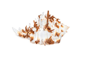 图像chicoreusramosus海贝常见的拉莫斯骨螺支骨螺白色背景海贝壳海底动物