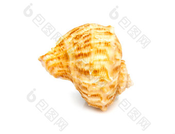 图像海贝拉帕纳腭形目白色背景海底动物海贝壳