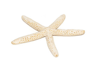图像白色手指海星孤立的白色背景海星星<strong>海底动物</strong>海贝壳