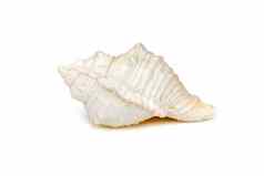 图像白色海螺贝壳白色背景海底动物海贝壳