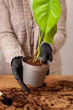 移植室内植物花能