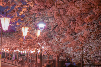 图像晚上樱桃花朵日本灯笼