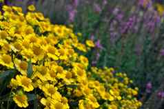 明亮的黄色的菊花花花园秋天