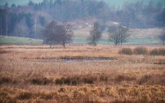 丹麦湿地rebild国家公园早....自然沼泽土地湿泥泞的地面软支持重身体rebild国家公园日德兰半岛丹麦