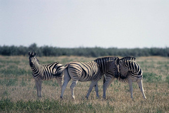 斑马埃托沙国家公园纳米比亚非洲