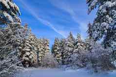 雪冬天景观森林雪森林文章冬天