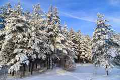 雪冬天景观森林雪森林文章冬天