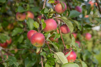 苹果树分支红色的苹果模糊背景成熟成熟的有机作物日益增长的挂郁郁葱葱的绿色水果树分支准备好了收获阳光明媚的夏天一天