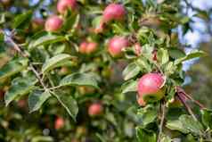 苹果树分支红色的苹果模糊背景成熟成熟的有机作物日益增长的挂郁郁葱葱的绿色水果树分支准备好了收获阳光明媚的夏天一天