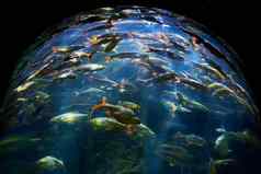 室内海世界海洋水族馆玻璃水族馆鱼