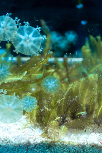 群水母水族馆海底世界