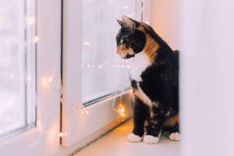 房子猫坐着窗口加兰宠物一年的夏娃情绪一年的情绪首页装饰礼物宠物