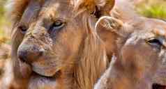 狮子野生动物储备南非洲