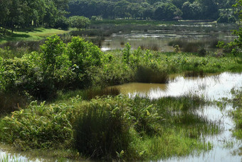 <strong>沼泽湿地</strong>湖位于Putrajaya马来西亚