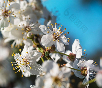 爱沙尼亚花图片